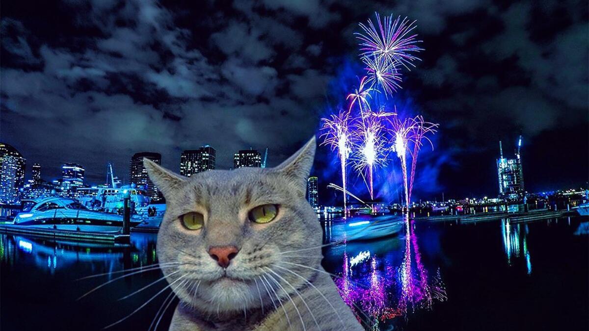 Manny-the selfie cat