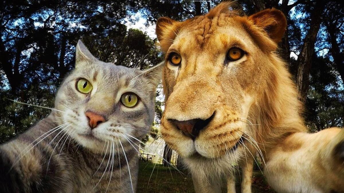 Manny-the selfie cat