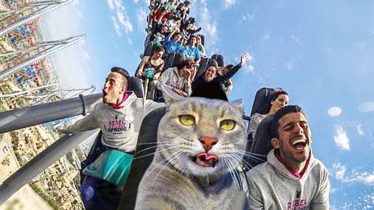 Manny-the selfie cat