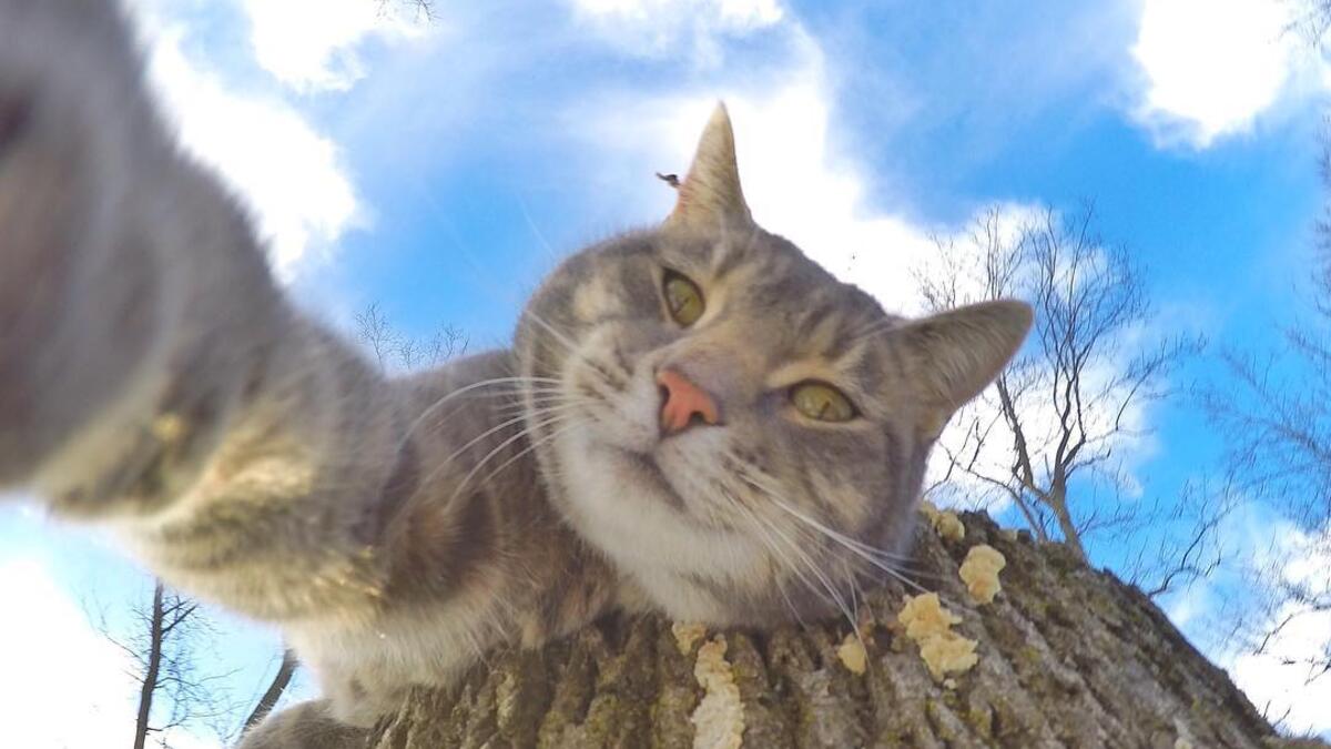 Manny-the selfie cat