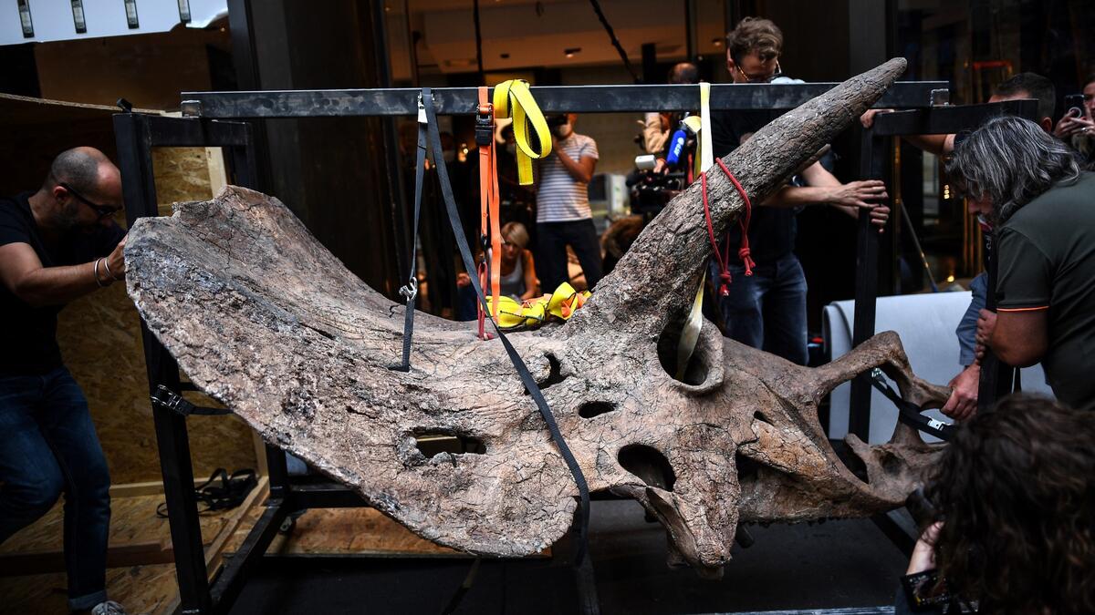 "Big John", the largest known triceratops, over 66 million years old and with an 8-metre long skeleton, is on display in Paris until 20 October, before an auction the following day at Hotel Drouot.
