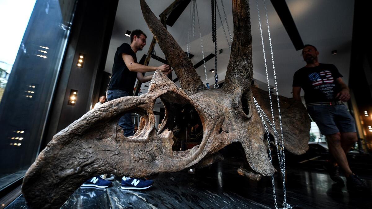 "Big John", the largest known triceratops, over 66 million years old and with an 8-metre long skeleton, is on display in Paris until 20 October, before an auction the following day at Hotel Drouot.
