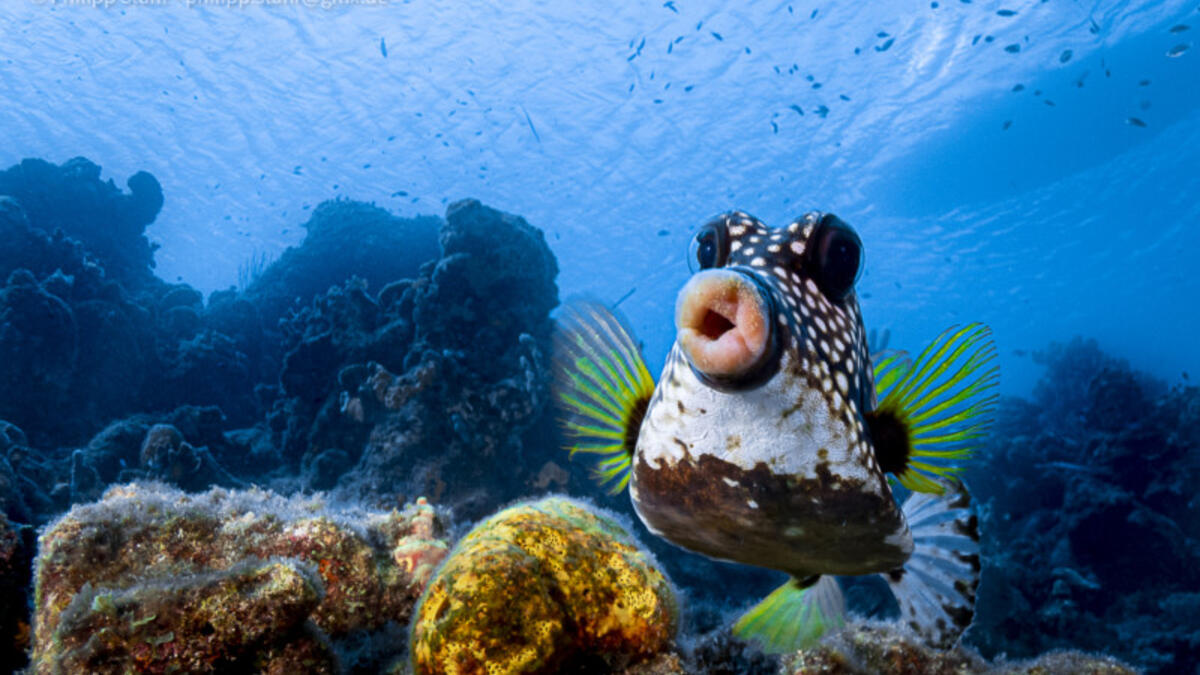 للمصور فيليب ستاهر - الشفاه الحلوة للتقبيل – لسمكة منتفخة من كوراساو