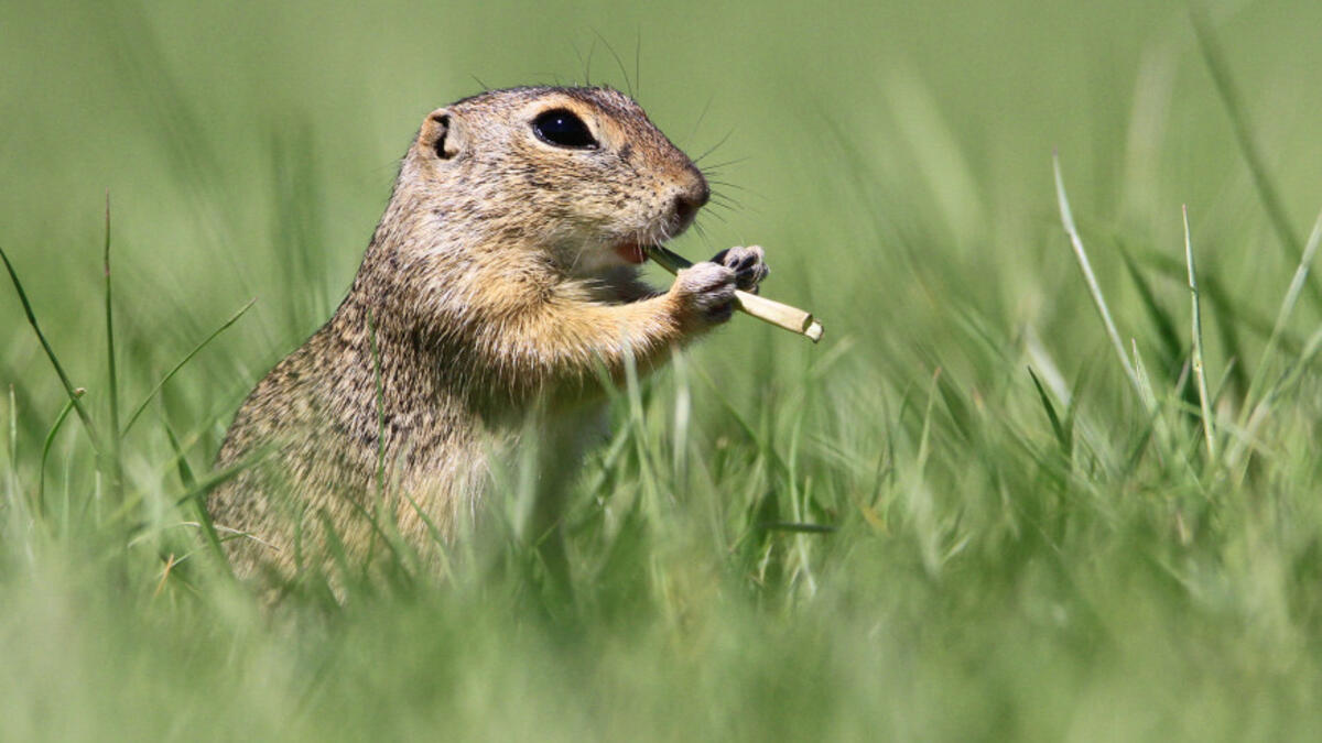 للمصور رونالد كرانيتز لسنجاب يبدو أنه يحاول استخدام اللعب بعود خشبي قصير كما لو كان مزمارًا.