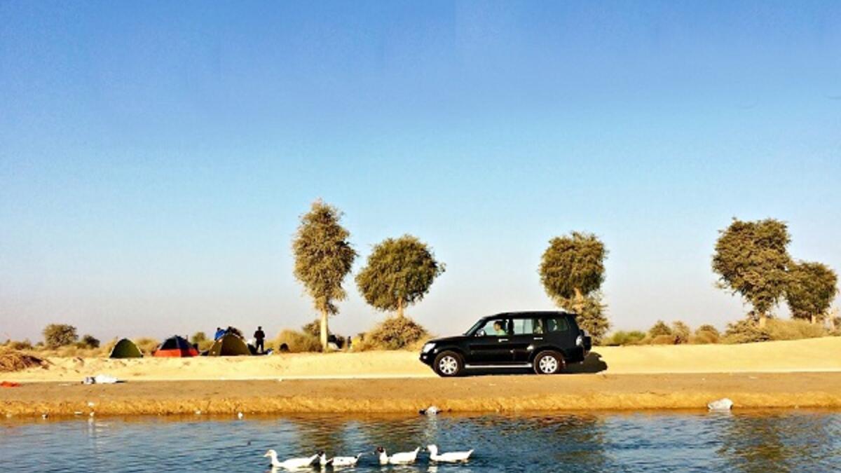 بحيرة القدرة: لا شيء ينافس هذه الوجهة الترفيهية جمالًا في دبي، فهي مكانًا مناسب للاسترخاء بجوار العديد من الأنواع البرية بما في ذلك الزواحف والطيور، فلا يوجد طريقة أفضل من الاستيقاظ على صوت النقيق الطيور من حولك أثناء التخييم في هذه واحة الصحراوية.