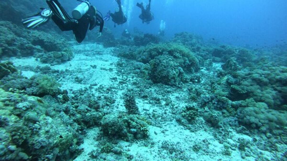 جزر السوابع – ينبع:  إذا كنت تتحدث عن جزر السوابع فأنت تتحدث عن قرش رأس المطرقة. فهي موطنًا لهذا النوع من أسماك القرش، فتجربة الغوص ستكون مليئة بالحماس.