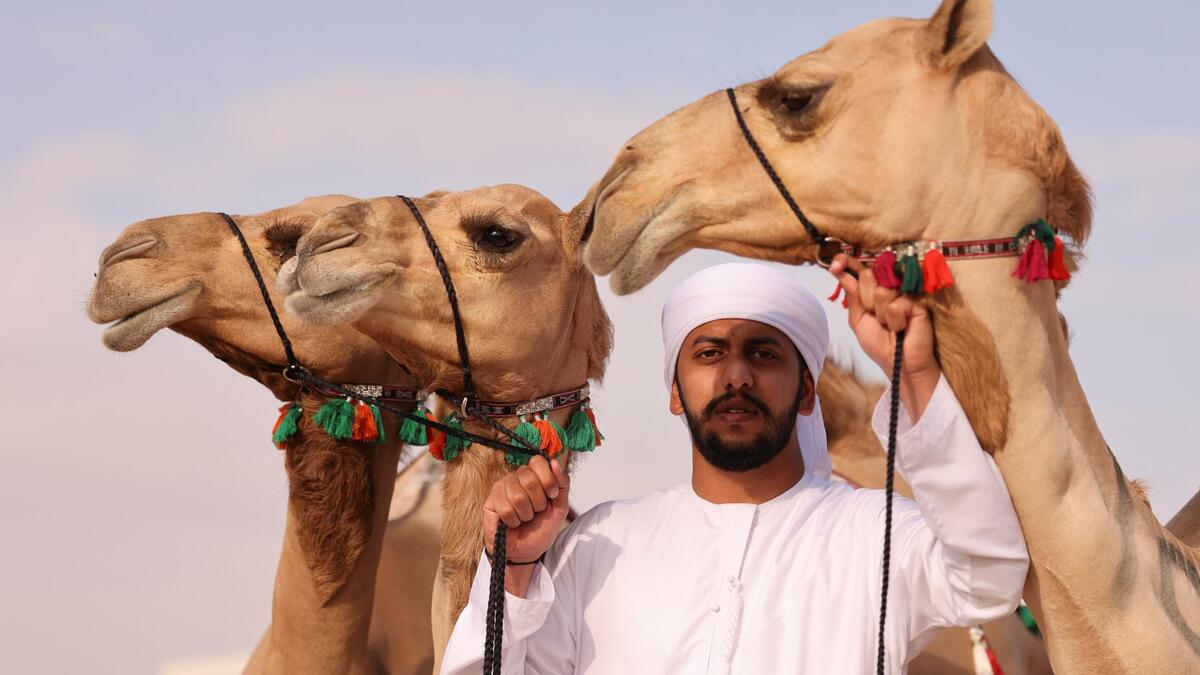 Mazayin Dhafra Camel Festival