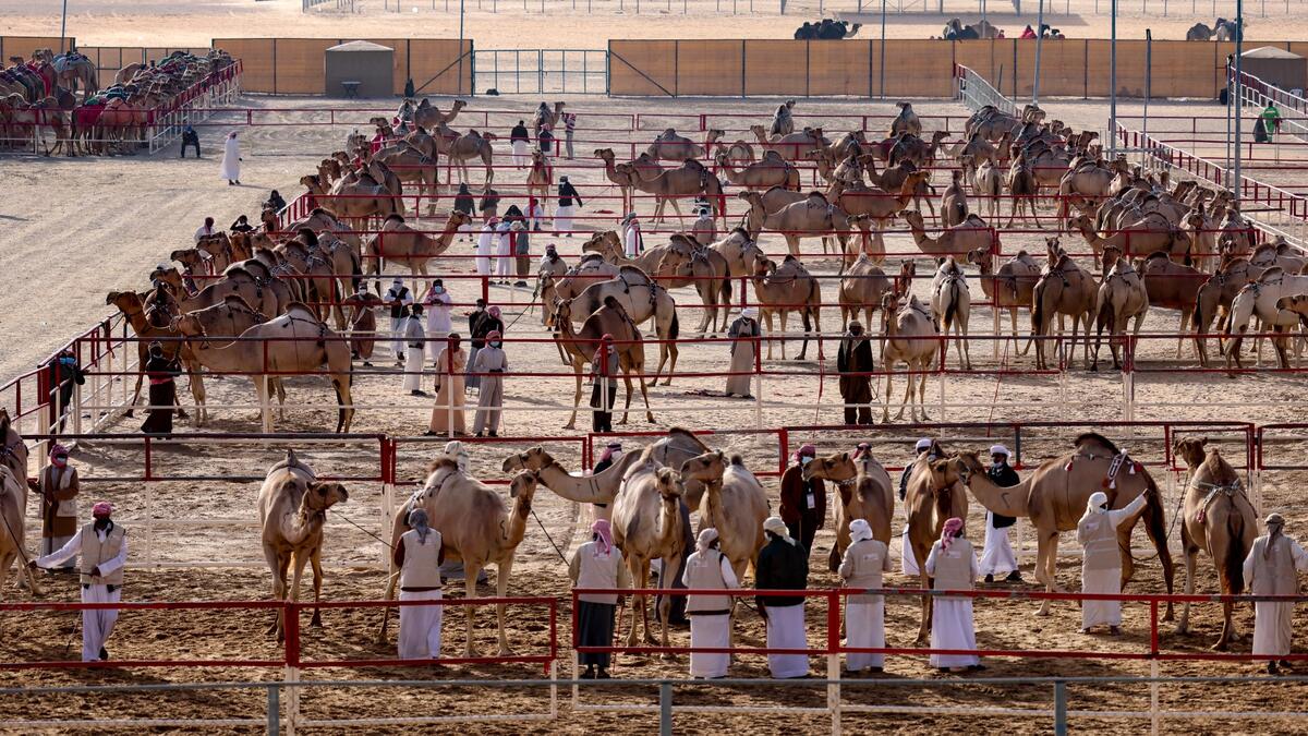 Mazayin Dhafra Camel Festival