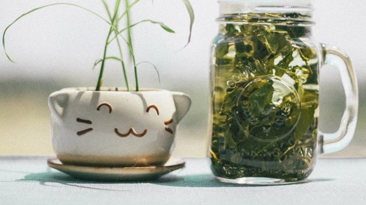 شاي فقاعة بانشا: يتم تخمير هذا الشاي ببكتيريا حمض اللاكتيك في جزيرة شيكوكو اليابانية، ويمر إنتاجه بالعديد من المراحل والتي تبدأ بقطف الأوراق الناضجة من نباتات الشاي البرية، ثم يتم غليها حتى يتغير لونها، ثم تفرك جيدًا ودحرجتها بواسطة آلة مخصصة قبل وضعها في برميل مغلق جيدًا لنجاح عملية التخمير التي يمكن أن تستمر لمدة تصل إلى شهر.