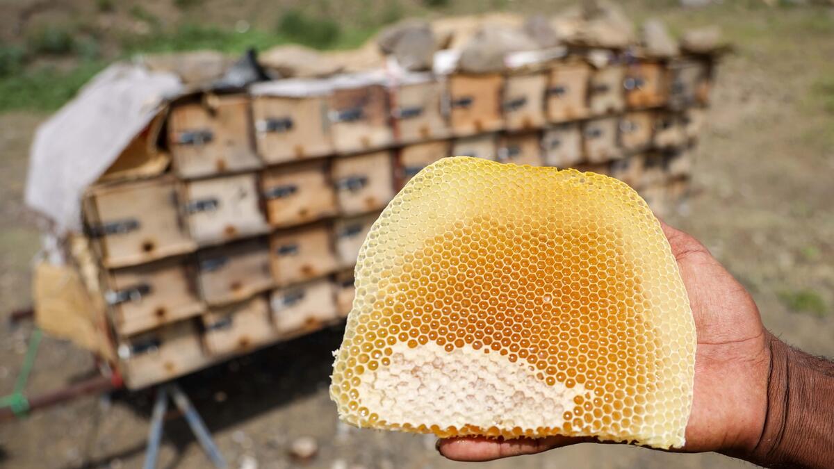 honey production