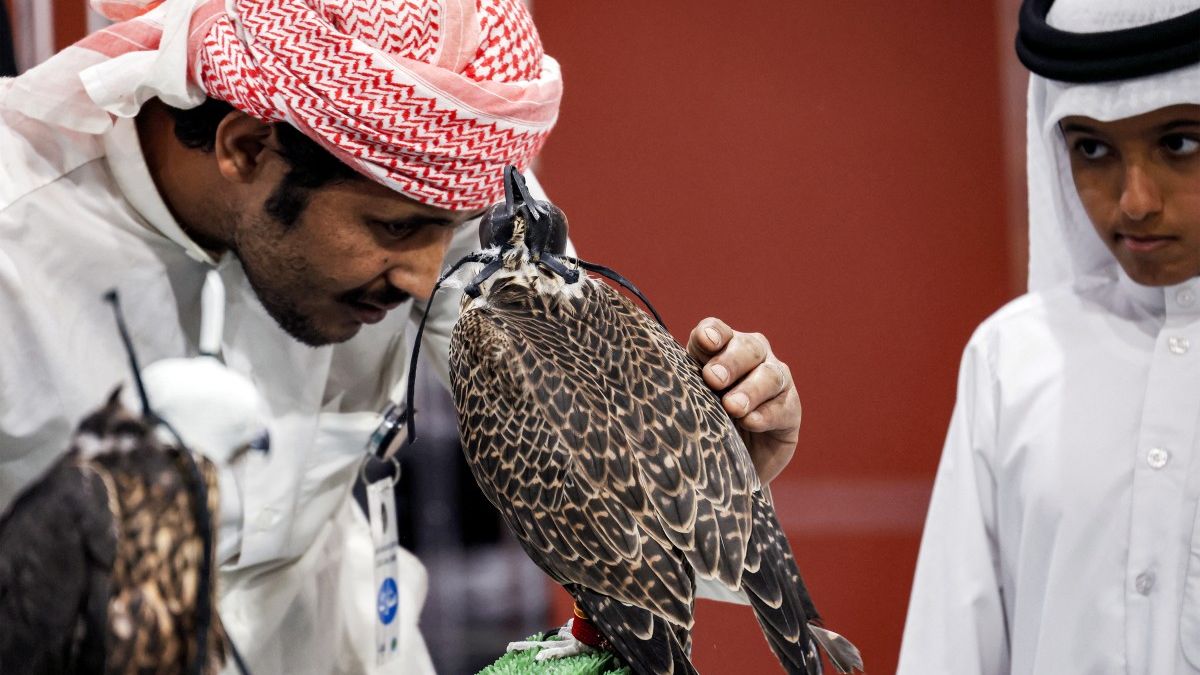 Arabs represent one-third of the world’s falconers, with a history of hunting with falcons that dates back 2,000 years. Dr. Zubair described falcons as symbols of strength, grace, and nobility in Kuwaiti culture. Historically, they played a crucial role in hunting, contributing to the sustenance of the Kuwaiti people and fostering bonds between humans and birds.(photo by afp)