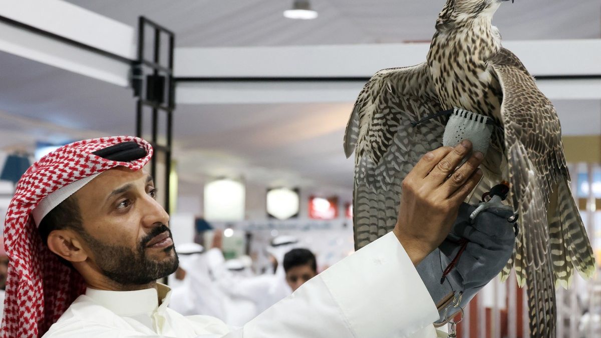 Dr. Zubair highlighted that the falcon is Kuwait's national bird, with the country investing millions of dollars each year to acquire them from various parts of the world. The Katara organization hosts the International Hunting and Falcons Exhibition (S’hail) annually, demonstrating its commitment to preserving falconry. This year's exhibition took place from September 24-28 at the Hunting Exhibition Center in Sabhan.(photo by afp)