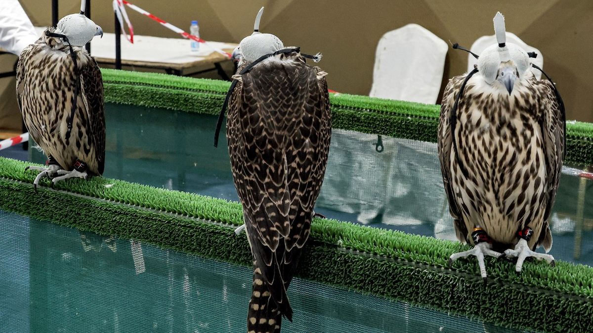 Hooded falcons perch while being displayed during a falconry exhibition in Kuwait City on September 28, 2024. (Photo by YASSER AL-ZAYYAT / AFP)