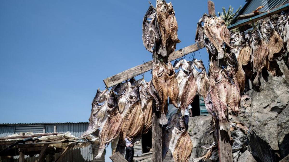 A picture taken on October 5, 2018, shows dried Nile Perches on Migingo island which is densely populated by residents fishing mainly for Nile perch in Lake Victoria on the border of Uganda and Kenya. 
Yasuyoshi CHIBA / AFP