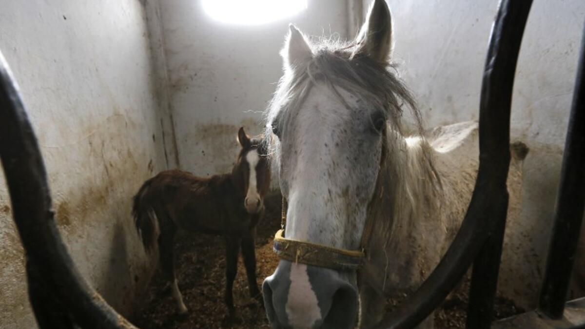 Syrian mare Karen (R), which hails from the Hadbaa Enzahe strain of Arabian purebreds, stands at a stable in the town of DimasLOUAI BESHARA / AFP