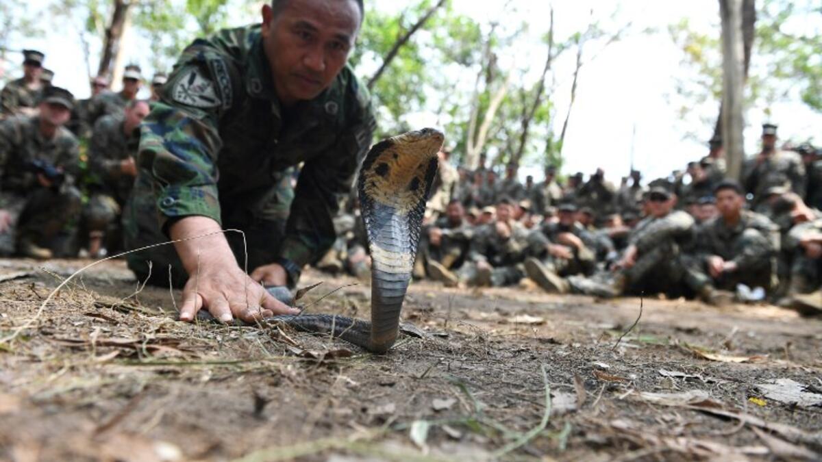 A Thai soldier handles a cobra snake while US Marines observe during a jungle survival training in the joint 'Cobra Gold' military exercise in Chantaburi province 
Lillian SUWANRUMPHA / AFP