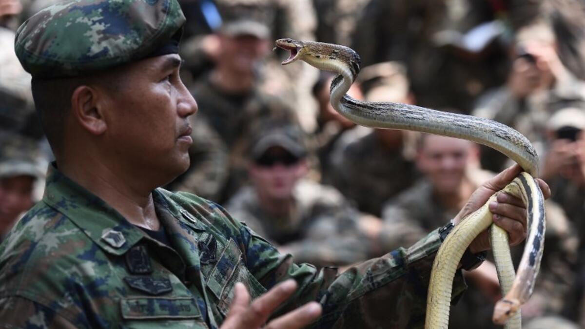 A Thai soldier handles snakes while US Marines observe during a jungle survival training in the joint 'Cobra Gold' military exercise in Chantaburi province 
Lillian SUWANRUMPHA / AFP