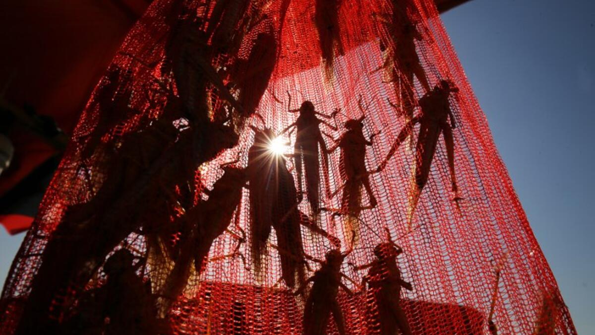 A Kuwaiti vendor holds a bag filled with locusts, sold as food, at a market in Kuwait City 
Yasser Al-Zayyat / AFP