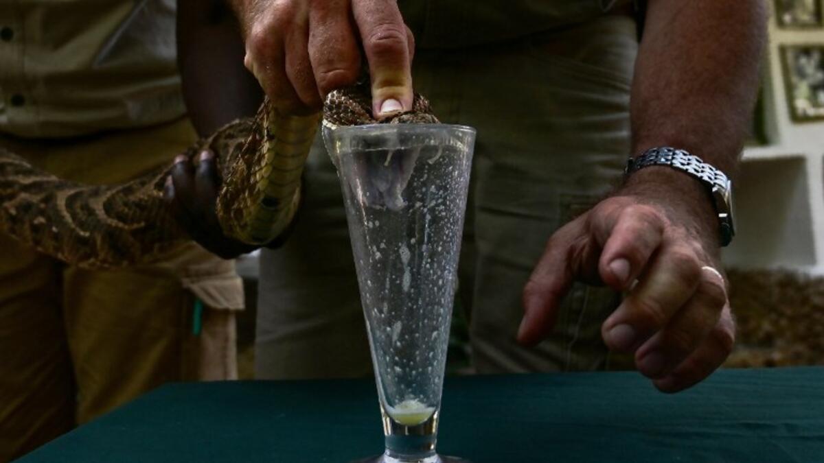 The herpetologist and director of the Bio-Ken Snake Farm milks the venom of a freshly caught puff-adder on February 13, 2019, in Kenya's coastal town of Watamu, Kilifi county. 
TONY KARUMBA / AFP