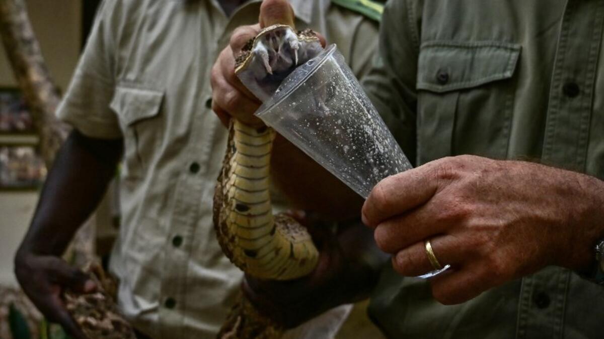 The herpetologist and director of the Bio-Ken Snake Farm milks the venom of a freshly caught puff-adder on February 13, 2019, in the Kenya's coastal town of Watamu, Kilifi county. 
TONY KARUMBA / AFP