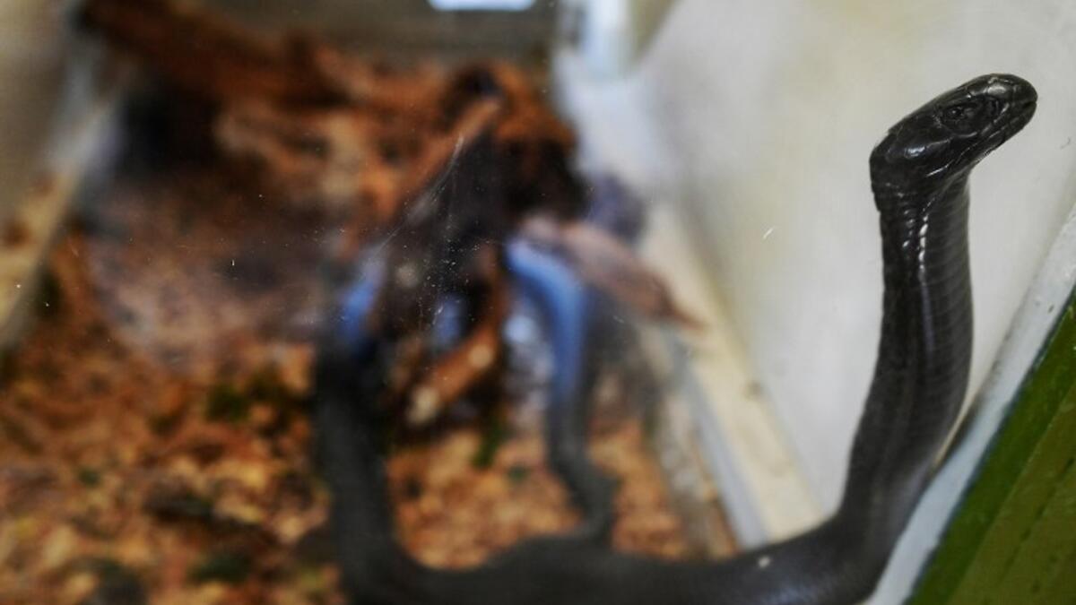 A black spitting cobra moves inside its enclosure on February 14, 2019 at the Bio-Ken Snake Farm in the Kenya's coastal town of Watamu in Kilifi county. 
TONY KARUMBA / AFP