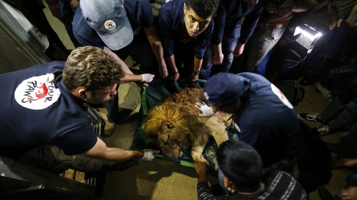 Forty animals including five lions are to be rescued from squalid conditions in the Gaza Strip, an animal welfare group said.
SAID KHATIB / AFP