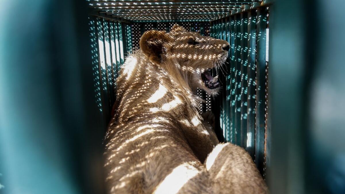 A sedated lioness is pictured in a cage at a zoo in Rafah in the southern Gaza Strip, during the evacuation by members of the international animal welfare charity "Four Paws" of animals from the Palestinian enclave to relocate to sanctuaries in Jordan, on April 7, 2019.
SAID KHATIB / AFP