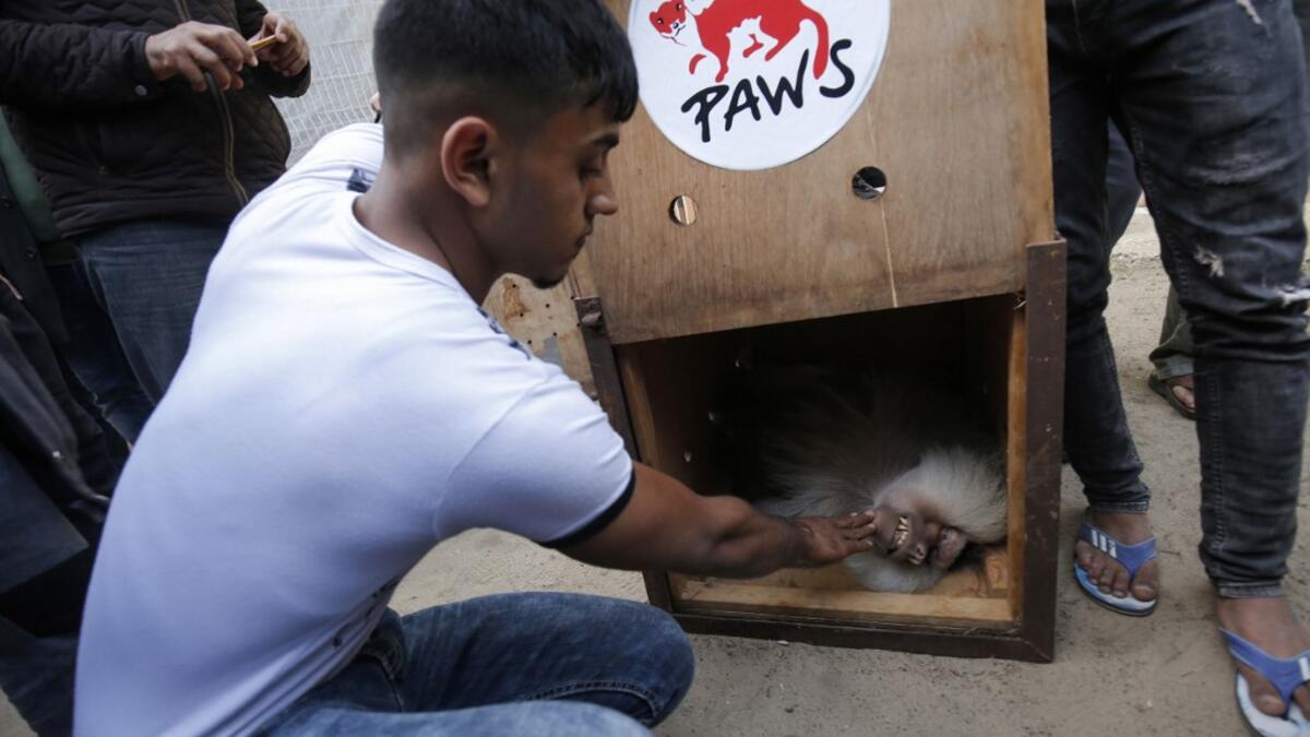 The zoo hit the headlines in February this year when the cash-strapped owner revealed he had declawed one of the lions there, so that customers could pay to play with her.
SAID KHATIB / AFP