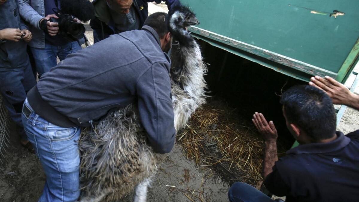 Palestinian zoo workers and members of the international animal welfare charity "Four Paws" push an Emu into a cage at a zoo in Rafah in the southern Gaza Strip, during the evacuation by the organisation of animals from the Palestinian enclave to relocate to sanctuaries in Jordan, on April 7, 2019. 
SAID KHATIB / AFP