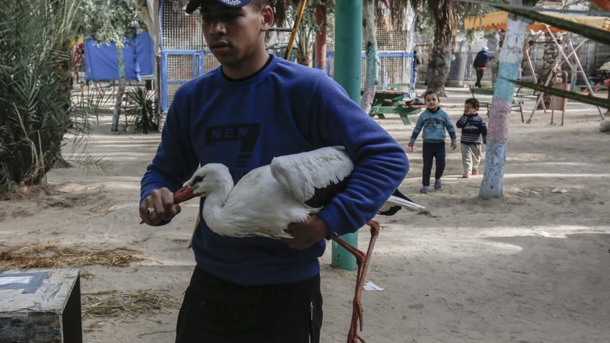 Forty animals including five lions are to be rescued from squalid conditions in the Gaza Strip, an animal welfare group said.
SAID KHATIB / AFP