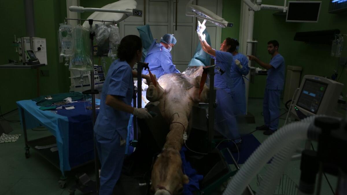 Vets treat a camel in the surgery room at the 40 million-Dirhams Dubai Camel Hospital in Dubai.The hospital can admit up to 20 camels. Camels are a part of Emirati culture and tradition.
PATRICK BAZ / Dubai Media Office / AFP-Services