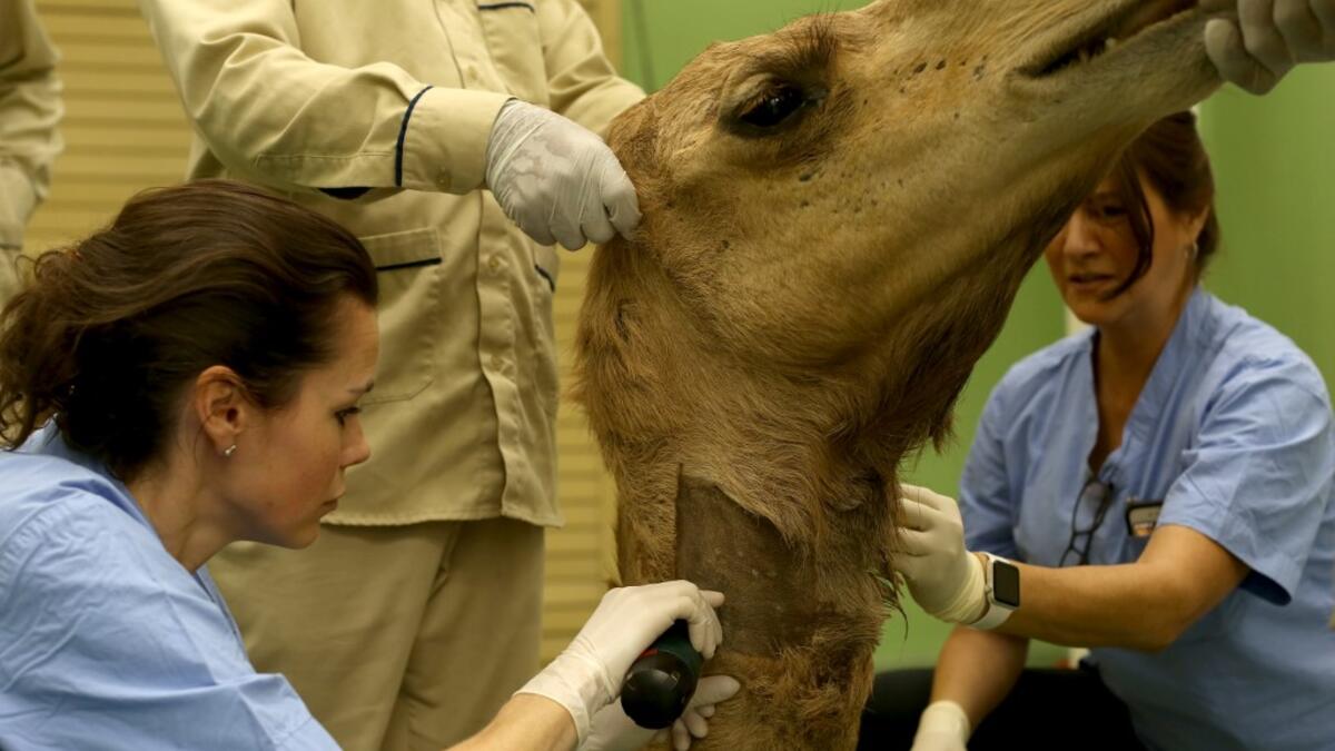 Vets shave a camel before its surgery at the 40 million-Dirhams Dubai Camel Hospital in Dubai.The hospital can admit up to 20 camels. Camels are a part of Emirati culture and tradition.
PATRICK BAZ / Dubai Media Office / AFP-Services