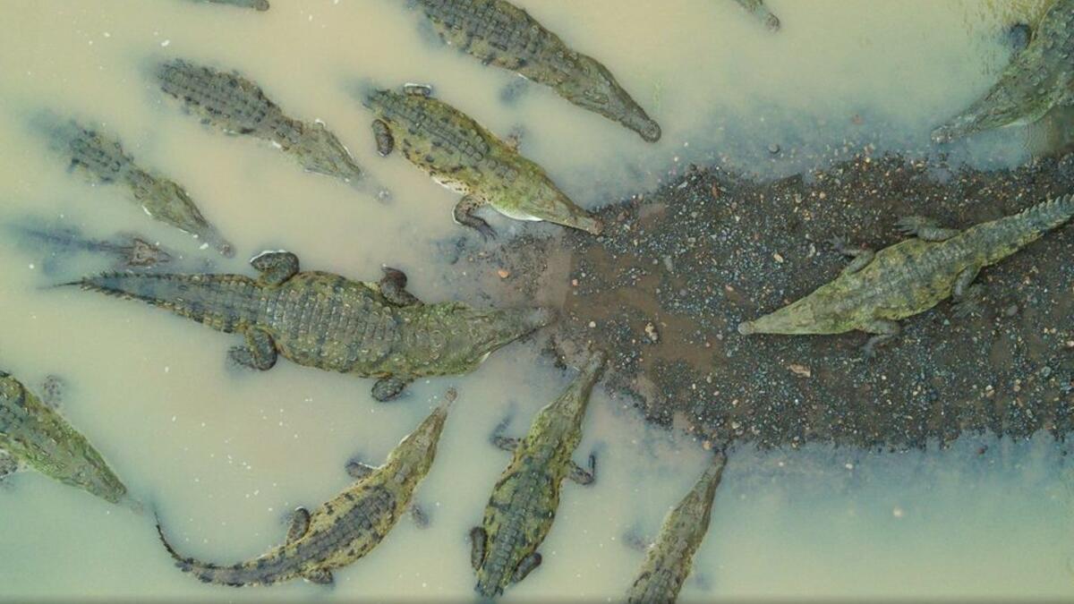 التجمع - عن فئة الطبيعة – للمصور نيكلاس ويبر - التقطت في كوستاريكا