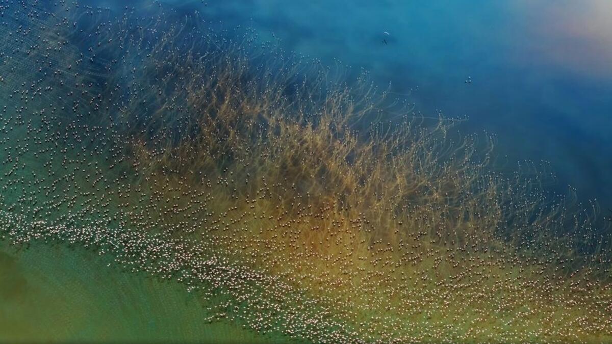 خروج الفلامينغو - عن فئة الطبيعة – للمصور هاو جاي– التقطت من بحيرة “ناترون” الملونة في تنزانيا