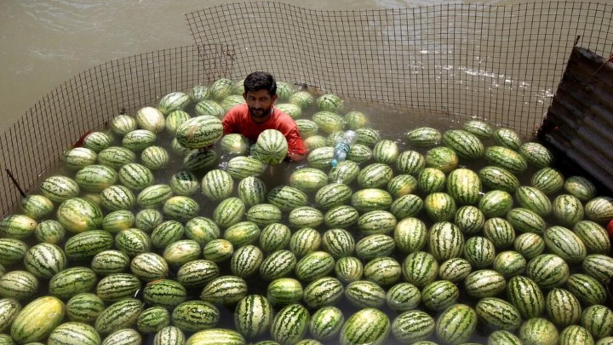 هندي يبيع البطيخ للزبائن في رمضان على طريقته الخاصة