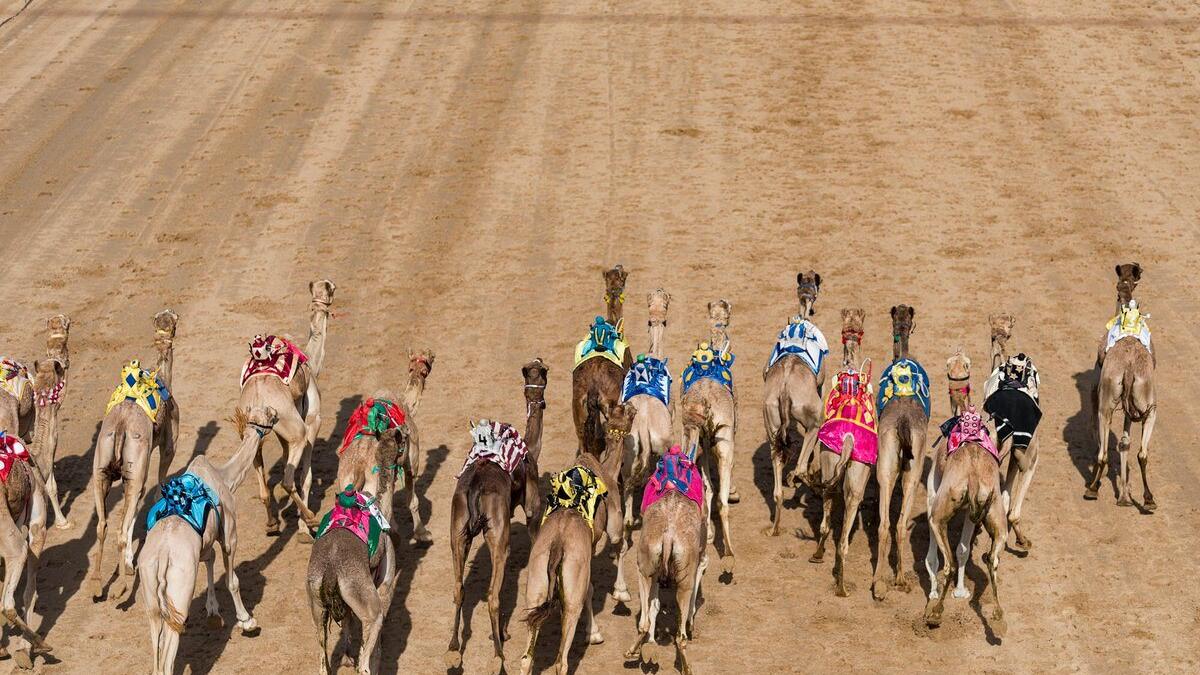 A participant in one of the Dubai camel festivals (Twitter)