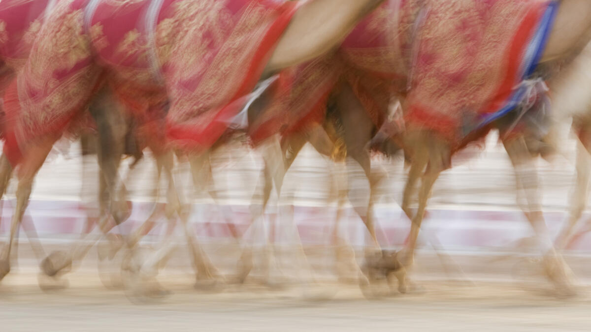 Dubai: Blurred motion of camels running during training at the Nad Al Sheba Camel Racetrack (Shutterstock/File Photo)
