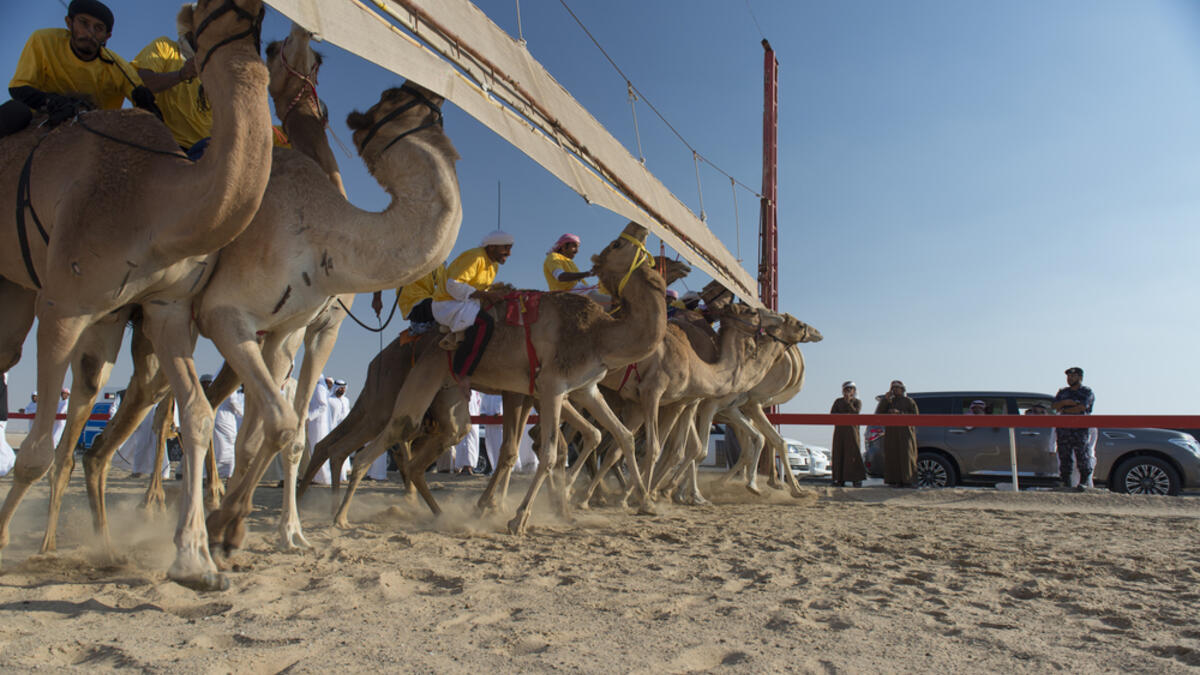 At the starting line: Camels with their Jockeys at the Al Dhafra Camel Festival in the United Arab Emirates (Shutterstock/File Photo)