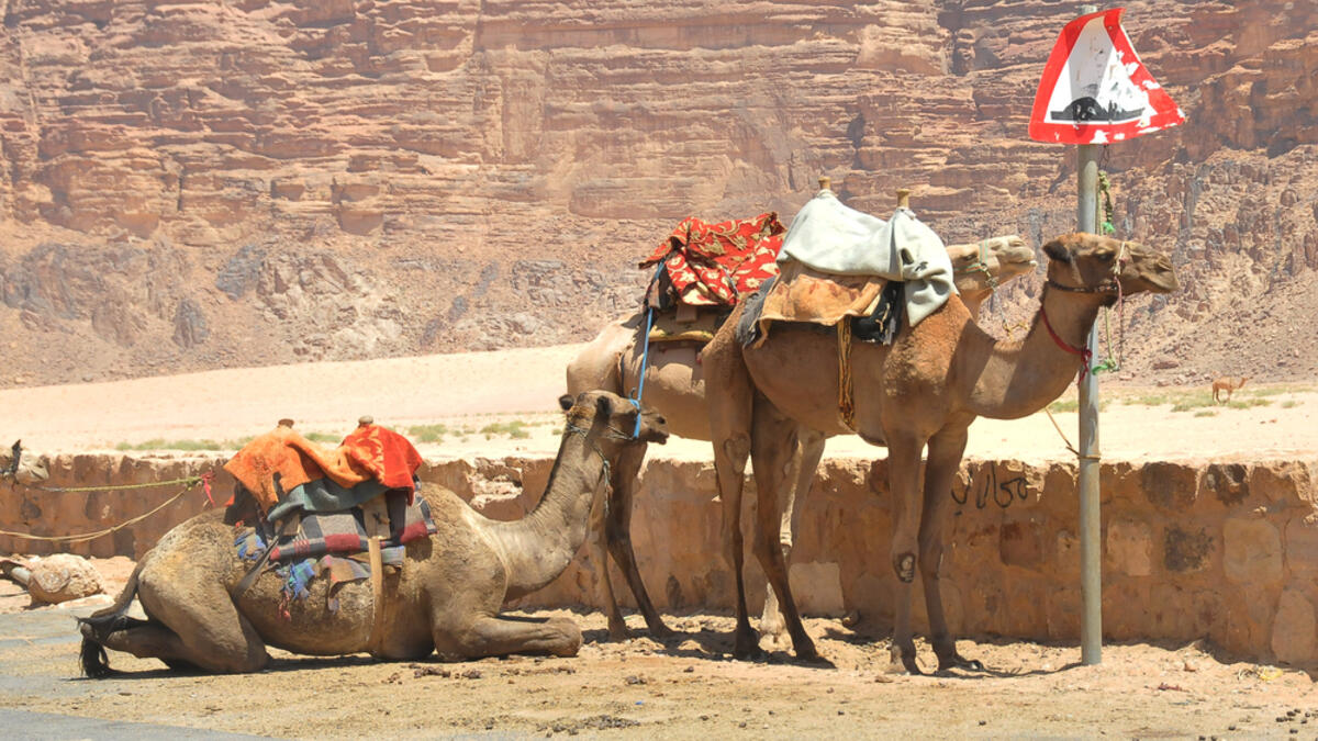 Camels waiting for tourists at the Wadi Rum Village in Jordan, in the Middle East (Shutterstock/File Photo)