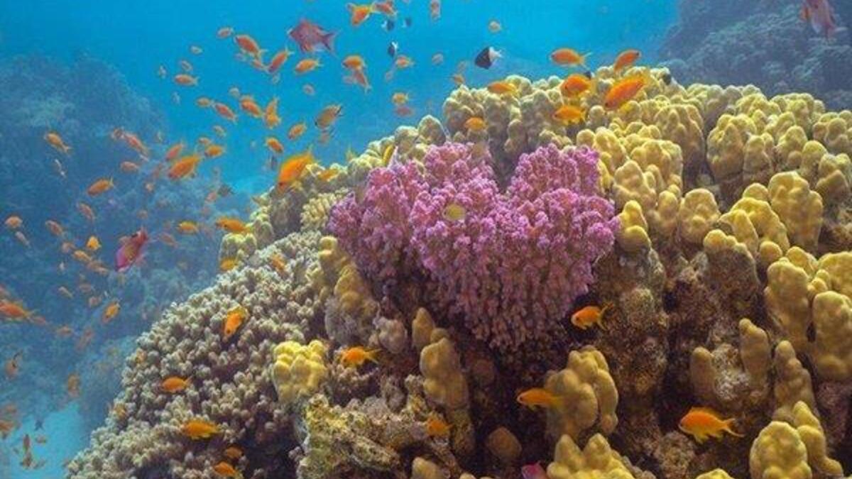 يتمتّع بتنوع عروضه التراثية والطبيعية؛ حيث يتيح للضيوف زيارة مواقع تاريخية مذهلة، مثل مدائن صالح، والعلا، بجانب استكشاف الشعاب المرجانية الفريدة للبحر الأحمر.