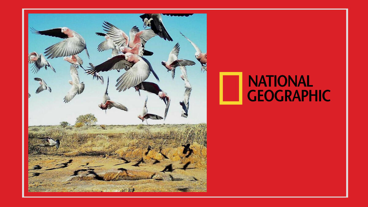 للمصور الأمريكي "واين لورنس" – سرب ضخم من ببغاء (جالا) في أحد المناطق الحيوية غرب أستراليا.