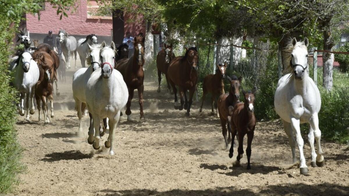 Horses run at a horse breeding farm, one of the oldest and largest farm in the Algeria, perched on the high plateaux in the country's Tiaret region, 300 Kilometres west of Algiers on April 24, 2018. 
RYAD KRAMDI / AFP