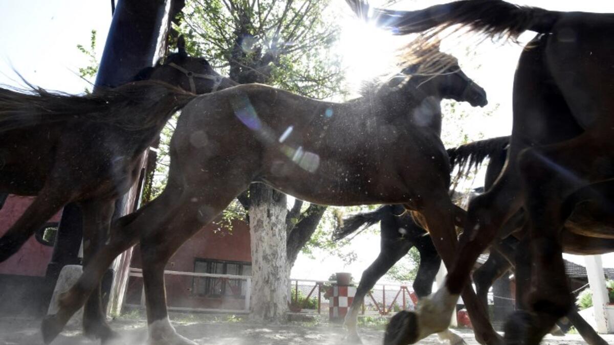 Horses run at a horse breeding farm, one of the oldest and largest farm in the Algeria, perched on the high plateaux in the country's Tiaret region, 300 Kilometres west of Algiers on April 24, 2018. 
RYAD KRAMDI / AFP