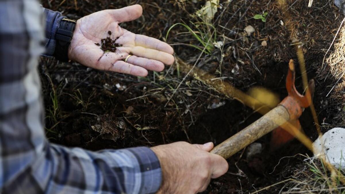 Nabil Nemer, a Lebanese entomologist and ecologist, holds in his palm Cephalcia tannourinensis wood wasps, which attack and chew on cedar spring buds leaving them a burned reddish-brown, at the Cedars Reserve Forest of Tannourine, in the Lebanon mountains. 
JOSEPH EID / AFP