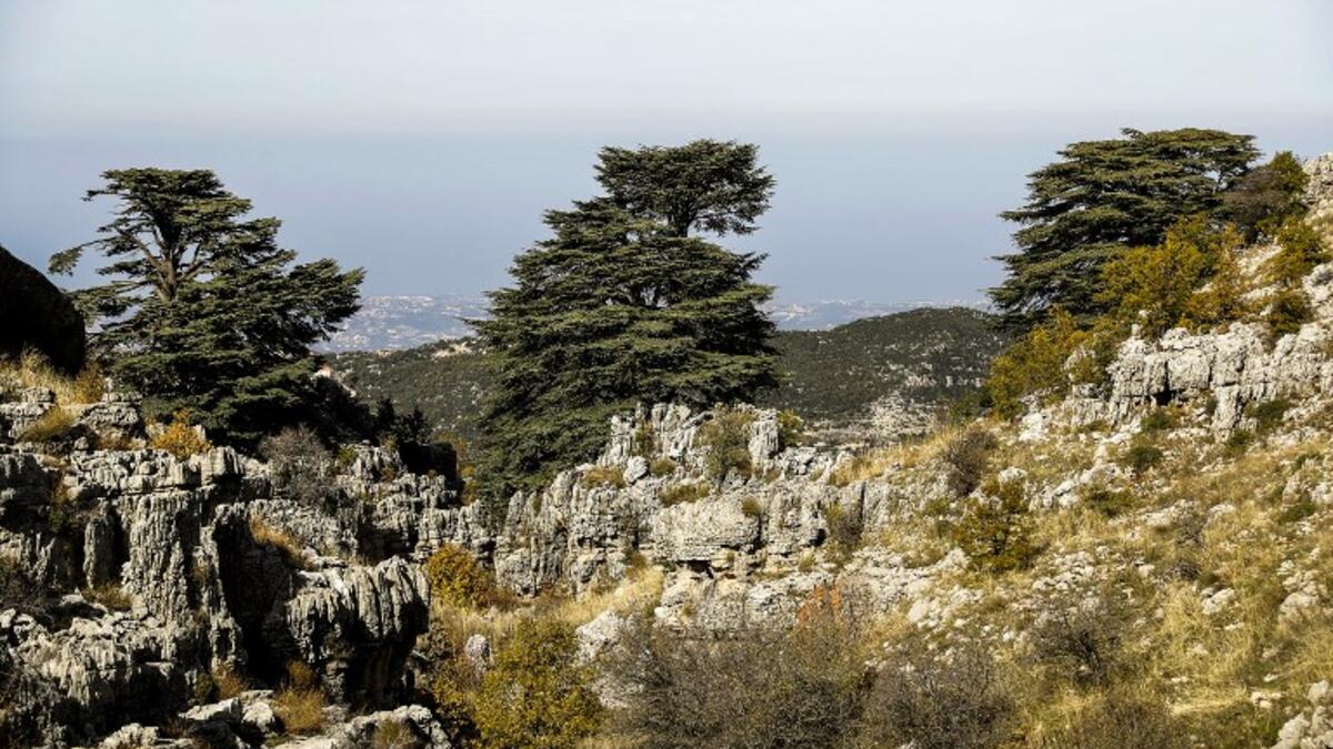 Lebanon's Famous Cedar Trees are Dying from Climate Change Al Bawaba
