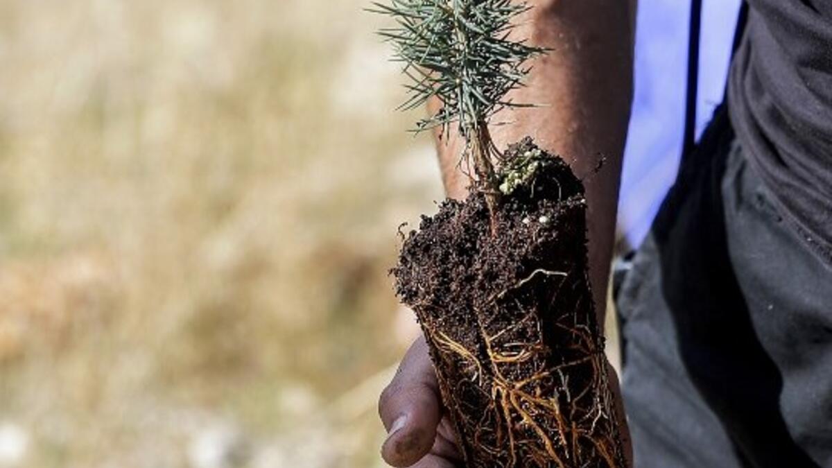 An activist from Lebanese NGO Jouzour Loubnan ("Roots of Lebanon") holds in his hand young a cedar to be planted on the slopes of the Jaj Cedar Reserve Forest in the Lebanon mountains.
JOSEPH EID / AFP