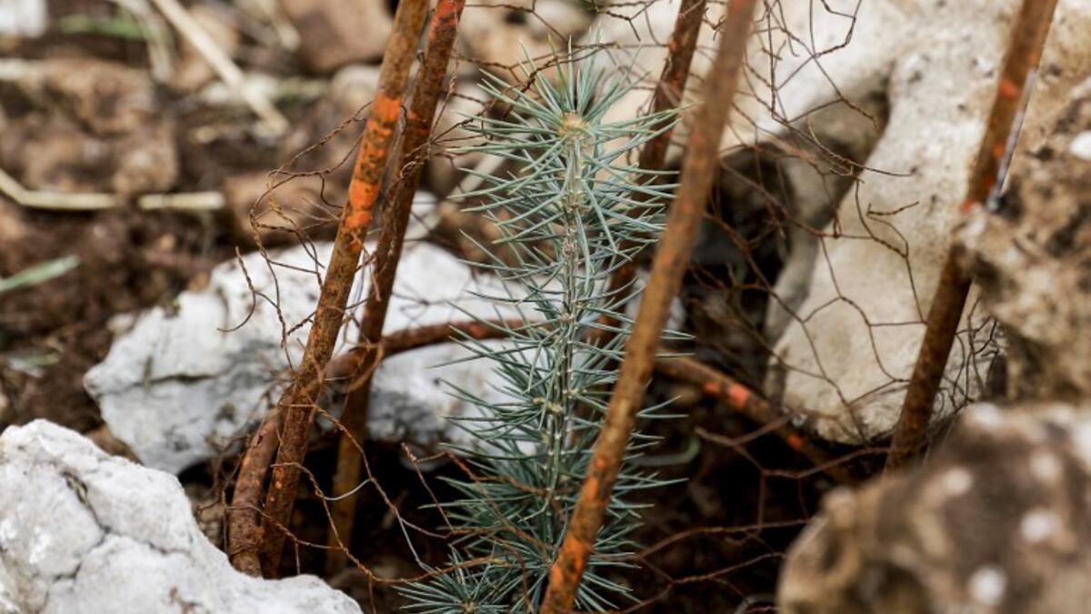 This picture shows a young cedar laid in a cage and surrounded by stones for protection from snow and animals, freshly planted during an initiative by Lebanese NGO Jouzour Loubnan ("Roots of Lebanon") 
JOSEPH EID / AFP