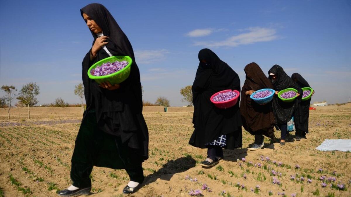 In this photograpy, Afghan workers carry harvested saffron flowers in a field on the outskirts of Herat province. 
HOSHANG HASHIMI / AFP