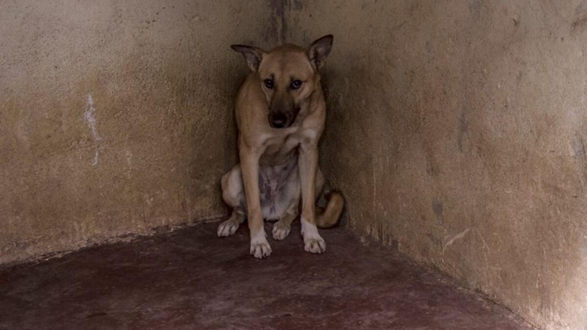 A stray dog sits in the corner of a cage at the HOPE shelter for stray dogs in the village of Abusir
Khaled DESOUKI / AFP