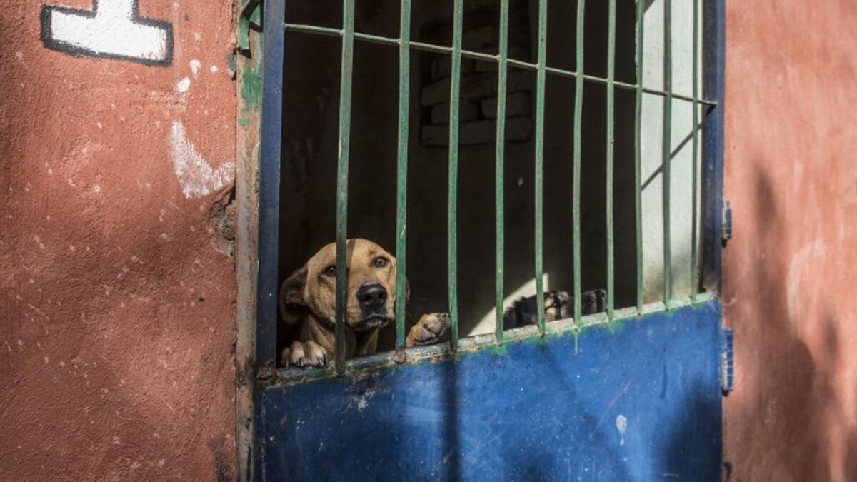 A dog stands up behind metal bars in an enclosure at the HOPE shelter for stray dogs in the village of Abusir
Khaled DESOUKI / AFP